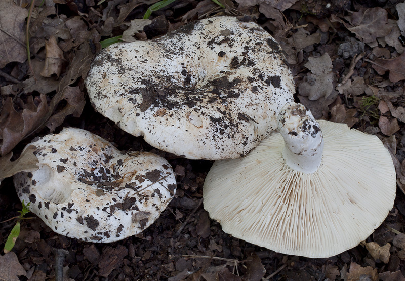 Russula delica